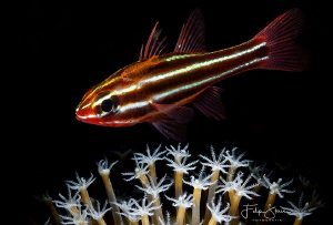Cardinal fish with parasite, Raja Ampat, Indonesia. by Filip Staes 